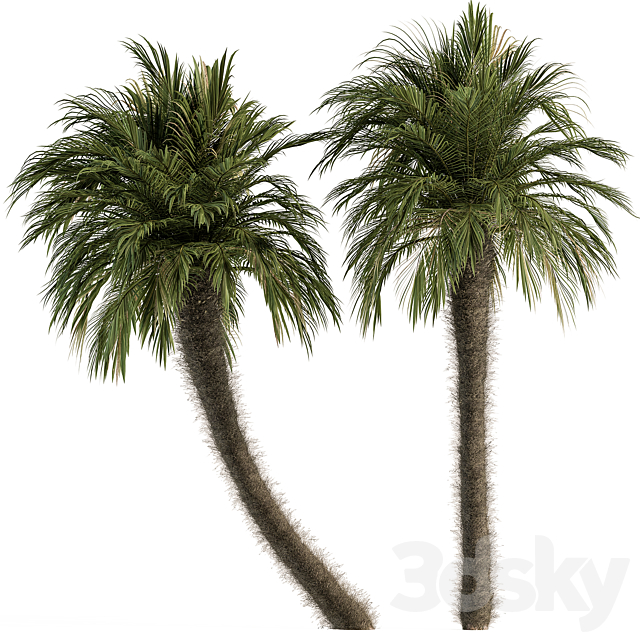 Big palm Date Tree Fluff Bark – Tree Set 87 3ds Max - thumbnail 1