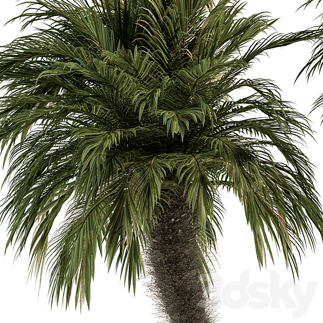 Big palm Date Tree Fluff Bark – Tree Set 87 3ds Max - thumbnail 2