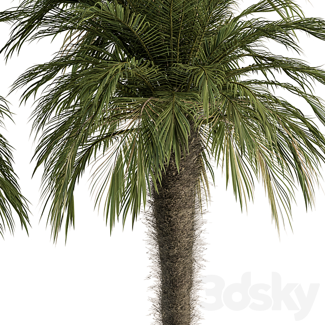 Big palm Date Tree Fluff Bark – Tree Set 87 3ds Max - thumbnail 3