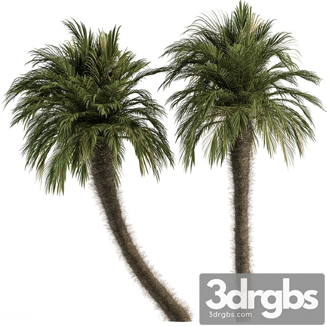 Big palm date tree fluff bark – tree set 87 - thumbnail 1