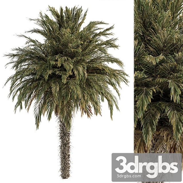 Big palm date – tree set 91 - thumbnail 1