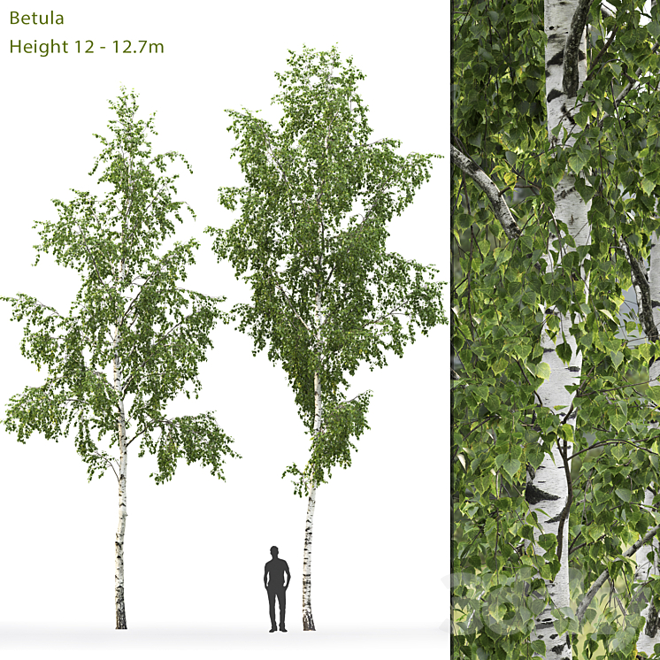 Birch 3DS Max - thumbnail 1