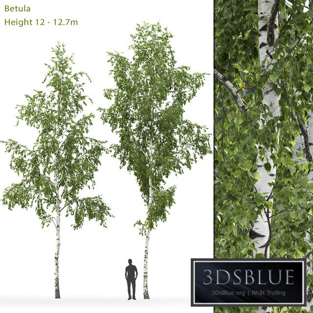 Birch 3DS Max - thumbnail 3