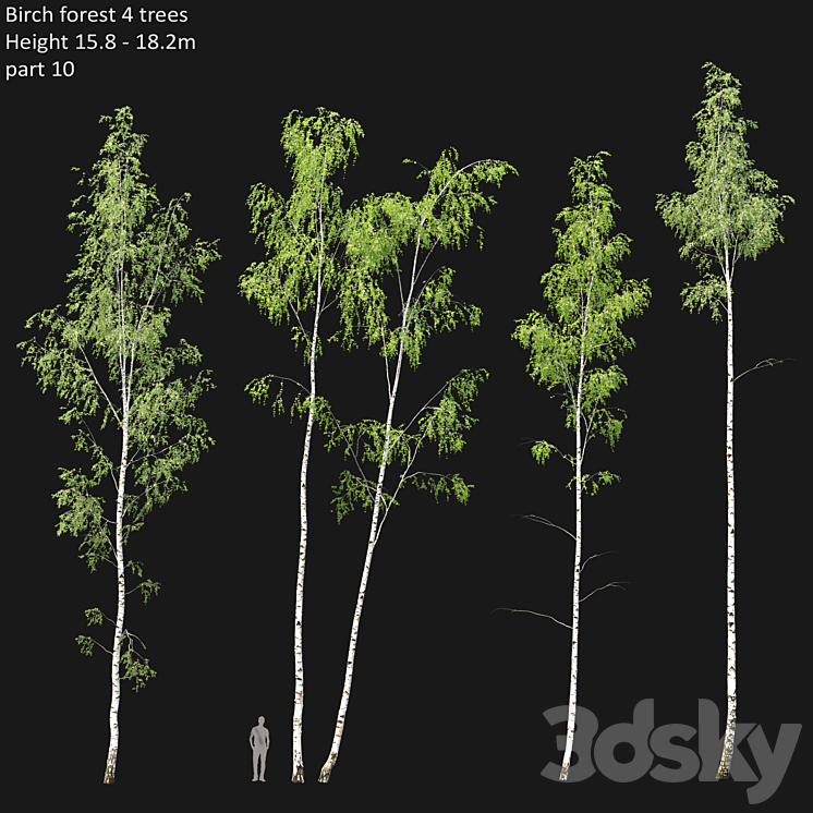 Birch 3DS Max - thumbnail 1