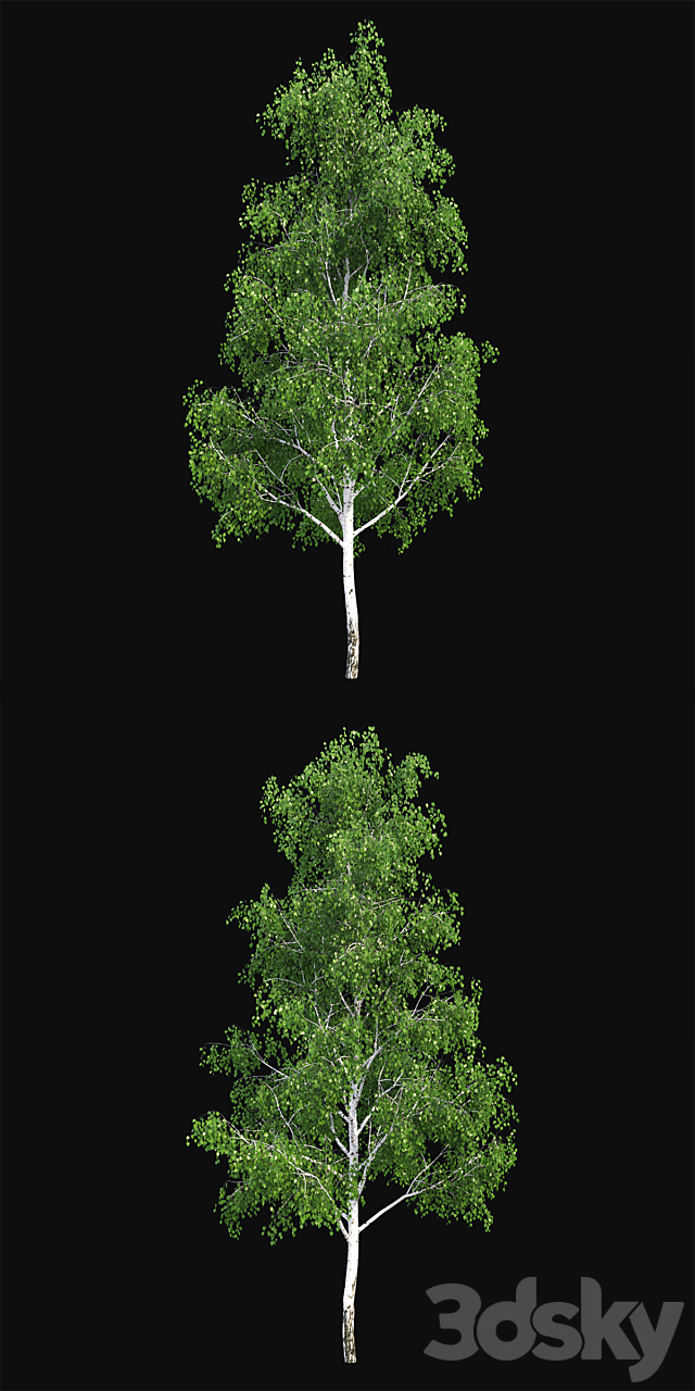 Birch 3DS Max Model - thumbnail 2