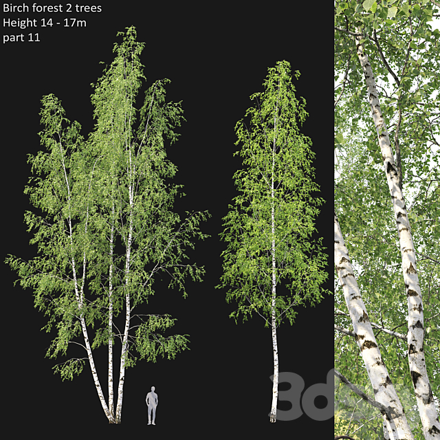 Birch 3DSMax File - thumbnail 1