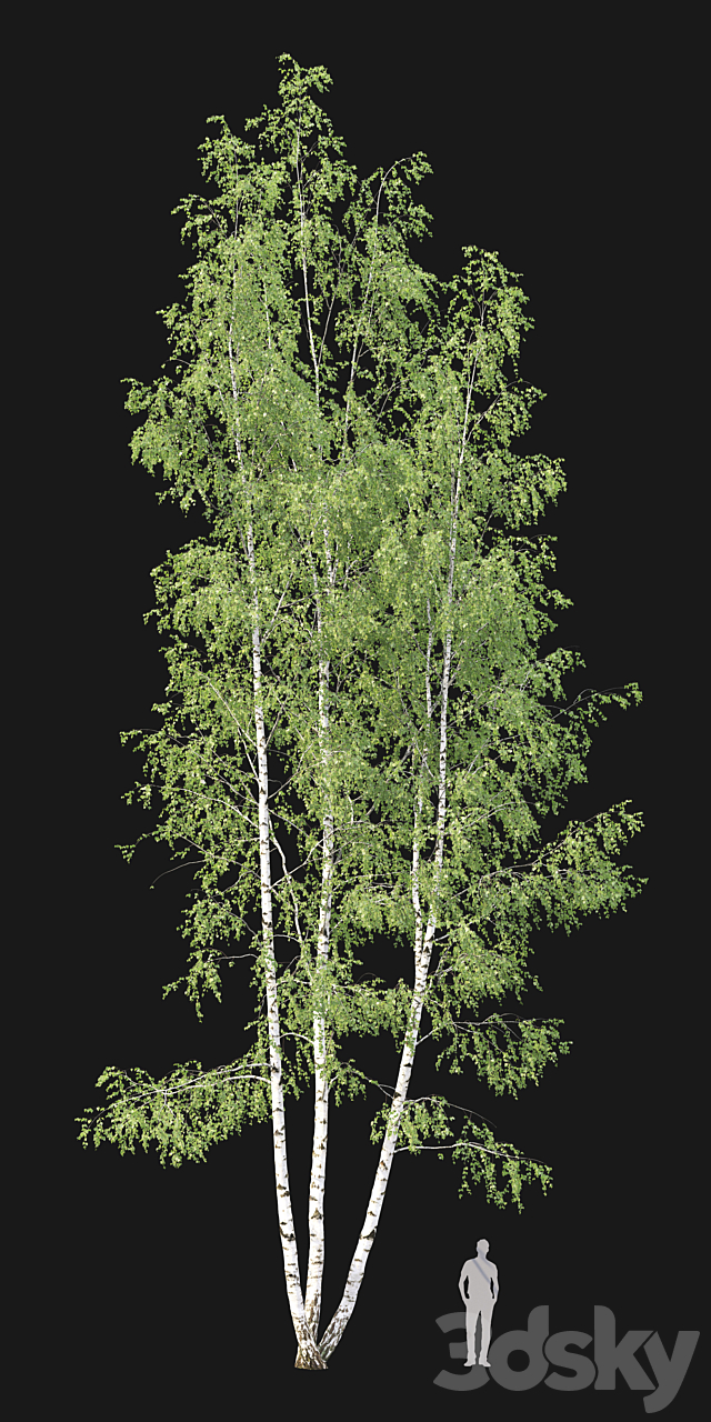 Birch 3DSMax File - thumbnail 2