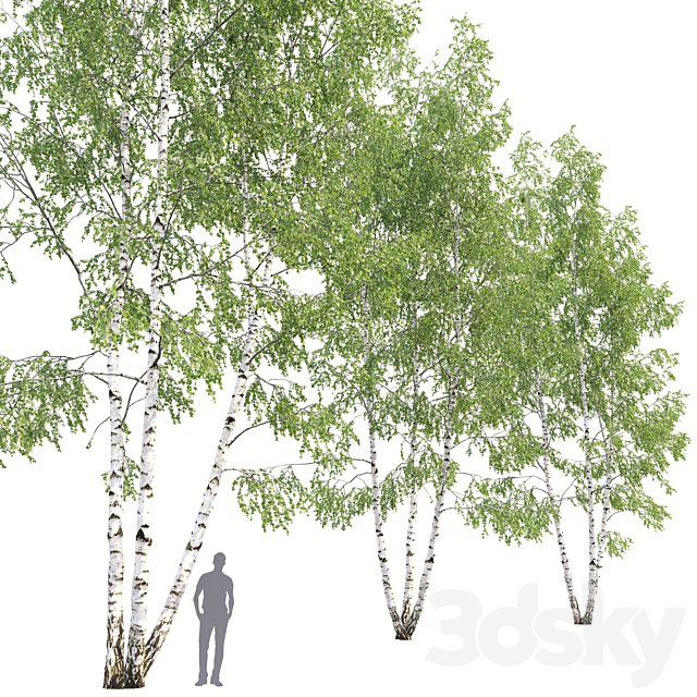 Birch 3DSMax File - thumbnail 4