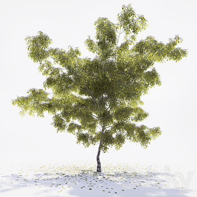 Birch 3DSMax File - thumbnail 1