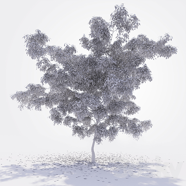 Birch 3DSMax File - thumbnail 2