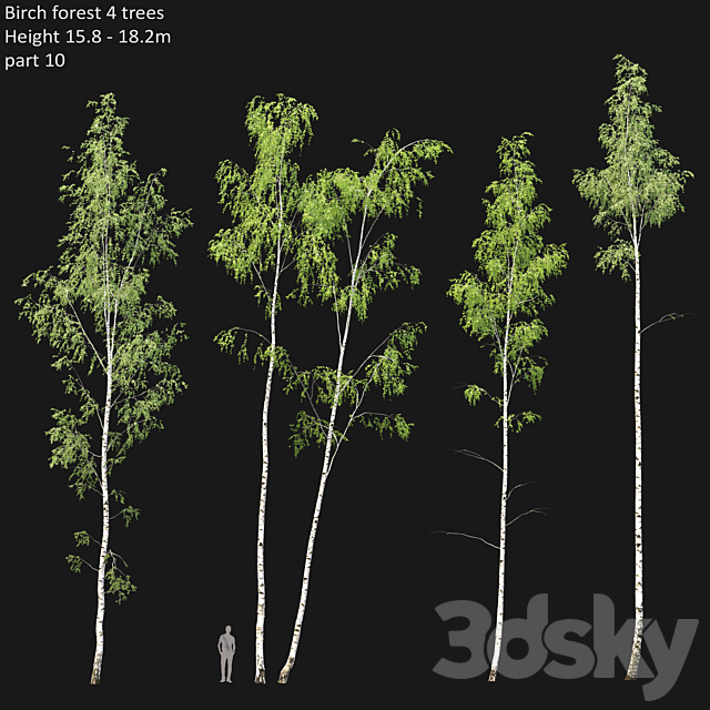 Birch 3DSMax File - thumbnail 1