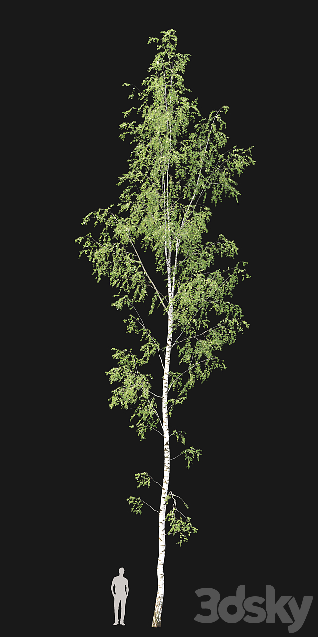 Birch 3DSMax File - thumbnail 2