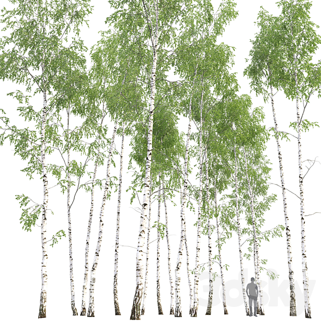 Birch 3DSMax File - thumbnail 4