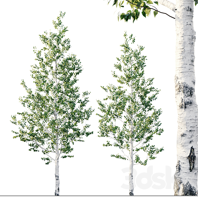 Birch 8m – 7m 3DS Max Model - thumbnail 2