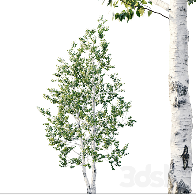 Birch 8m – 7m 3DS Max Model - thumbnail 3