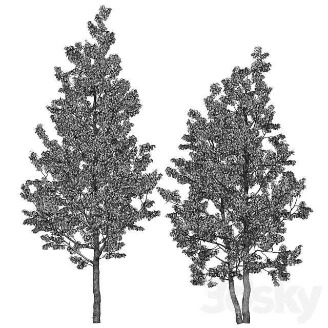 Birch 8m – 7m 3DS Max Model - thumbnail 4