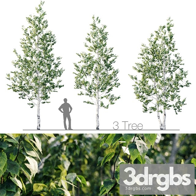 Birch 8m 7m 3dsmax Download - thumbnail 1