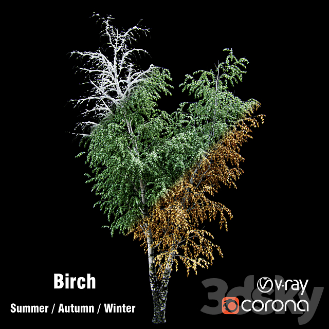 Birch _ summer _ fall _ winter 3DSMax File - thumbnail 1