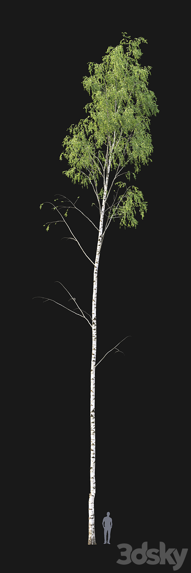 Birch forest part 1 3DS Max Model - thumbnail 2