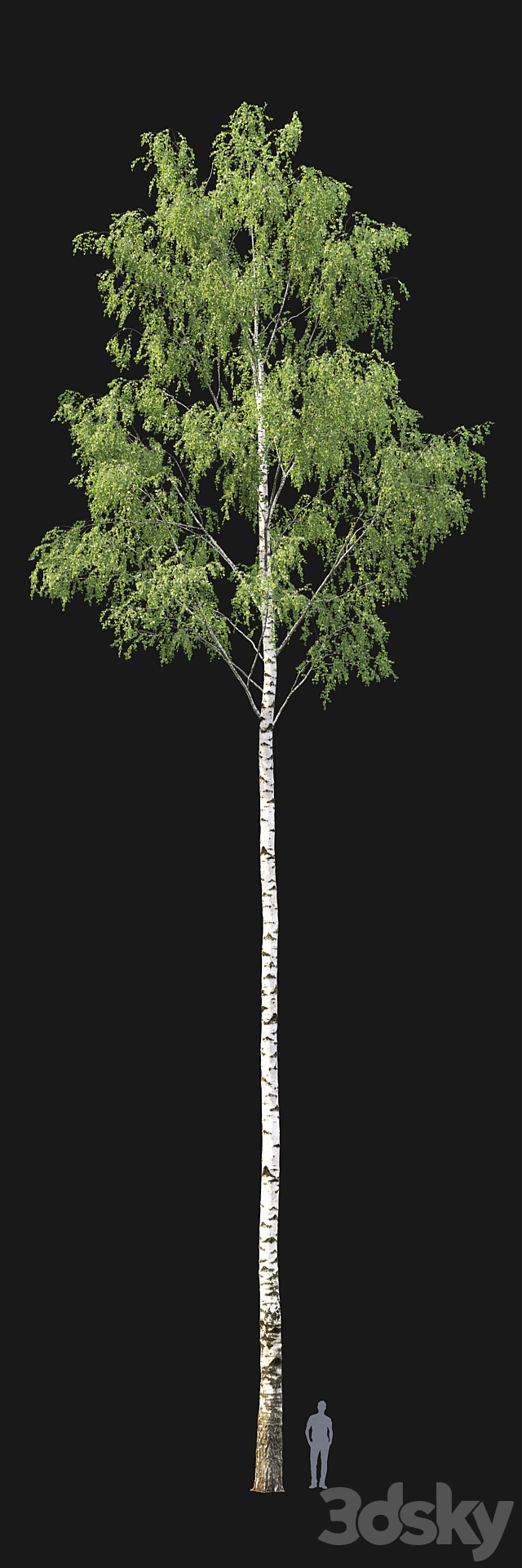 Birch forest part 1 3DS Max Model - thumbnail 3