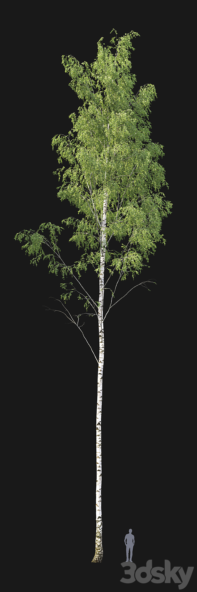 Birch forest part 1 3DS Max Model - thumbnail 4