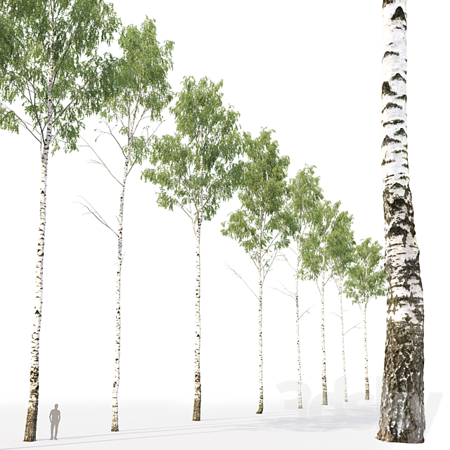 Birch forest part 1 3DS Max Model - thumbnail 5