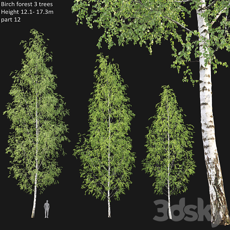 Birch forest part 12 3DS Max - thumbnail 1