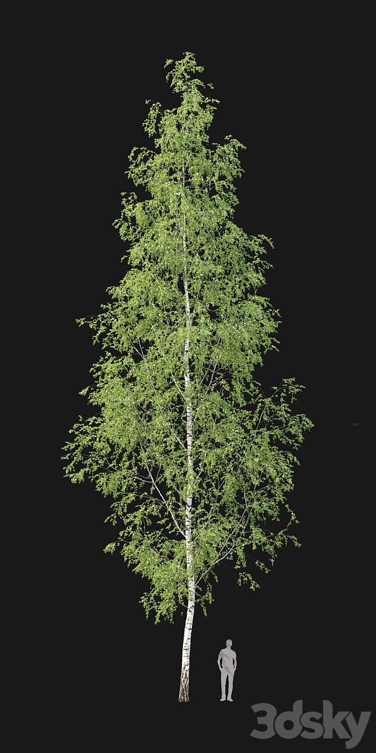 Birch forest part 12 3DS Max - thumbnail 2