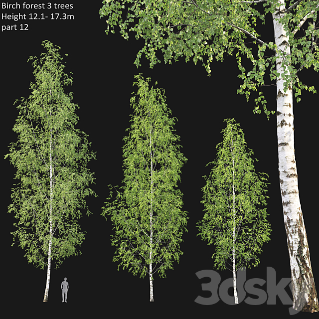 Birch forest part 12 3DS Max Model - thumbnail 1