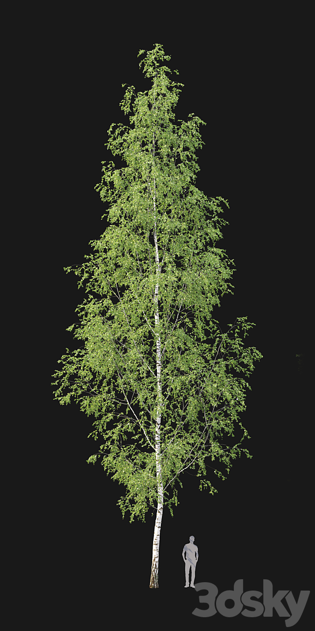 Birch forest part 12 3DS Max Model - thumbnail 2