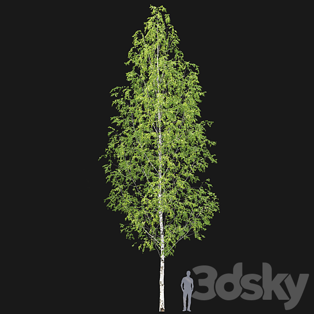 Birch forest part 12 3DS Max Model - thumbnail 4