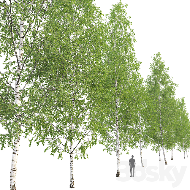 Birch forest part 12 3DS Max Model - thumbnail 5