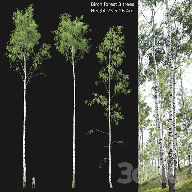 Birch forest part 2 3ds Max - thumbnail 1