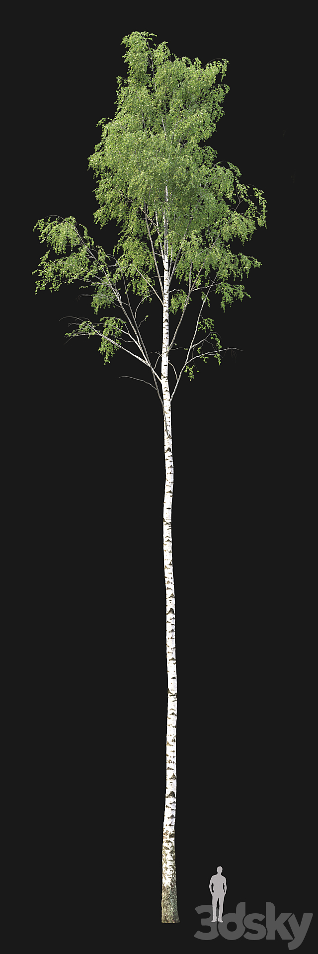 Birch forest part 2 3ds Max - thumbnail 2