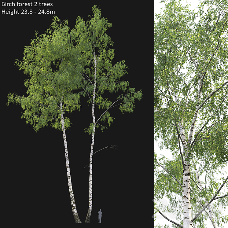 Birch forest part 7 (23.8-24.8m) 3DS Max - thumbnail 1