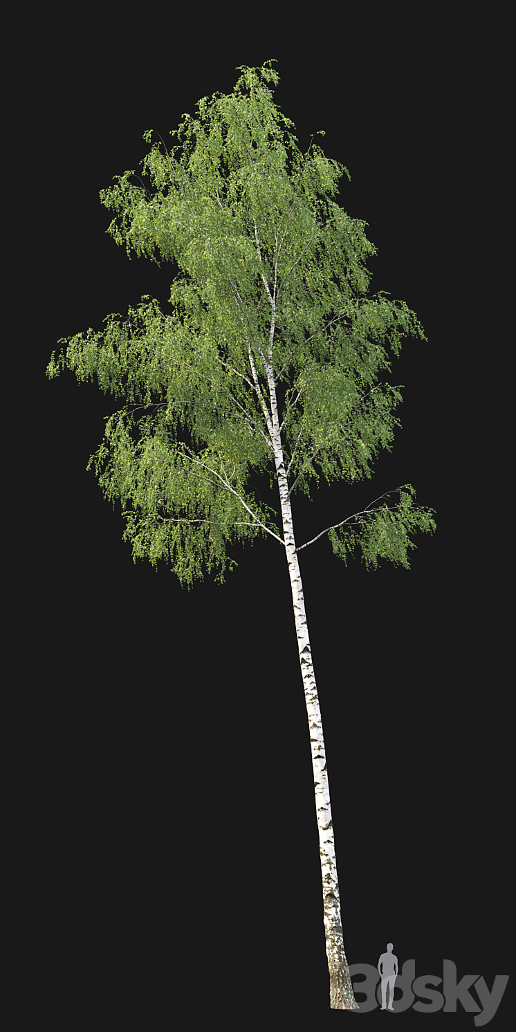 Birch forest part 7 (23.8-24.8m) 3DS Max - thumbnail 2