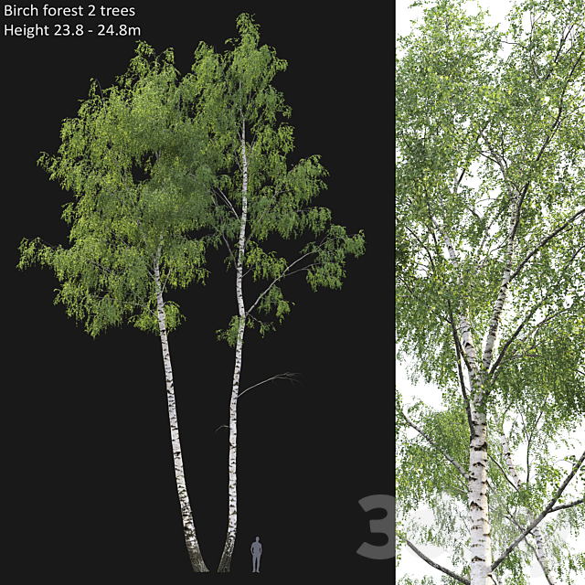 Birch forest part 7 (23.8-24.8m) 3DS Max Model - thumbnail 1