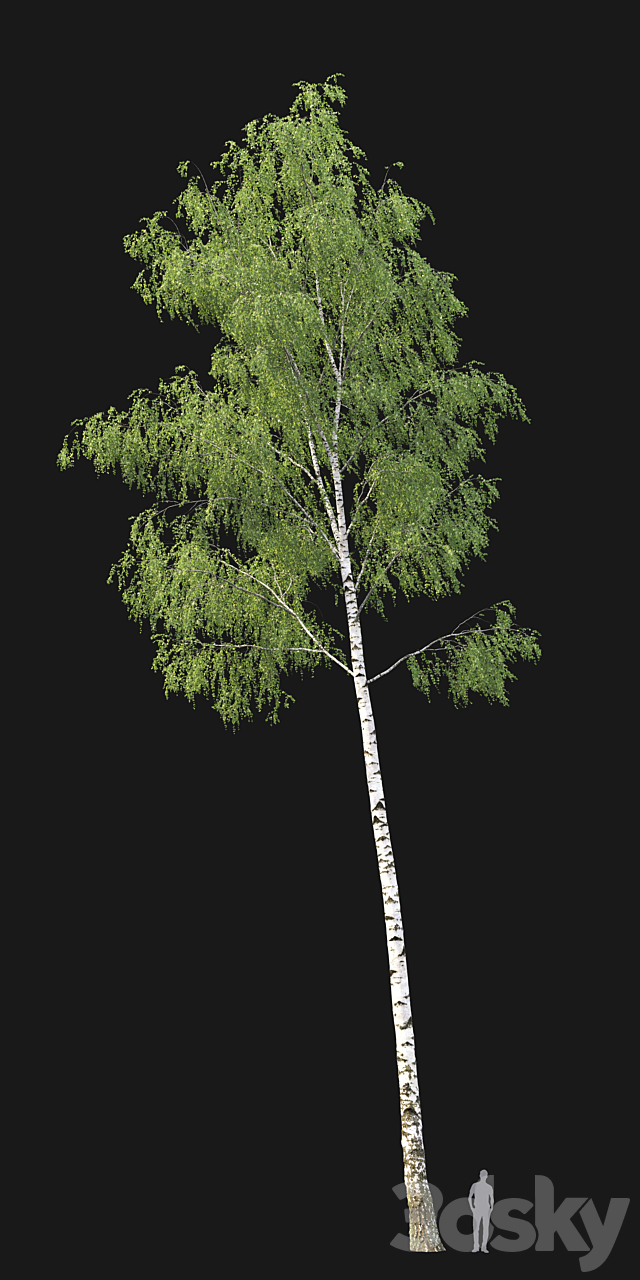 Birch forest part 7 (23.8-24.8m) 3DS Max Model - thumbnail 2