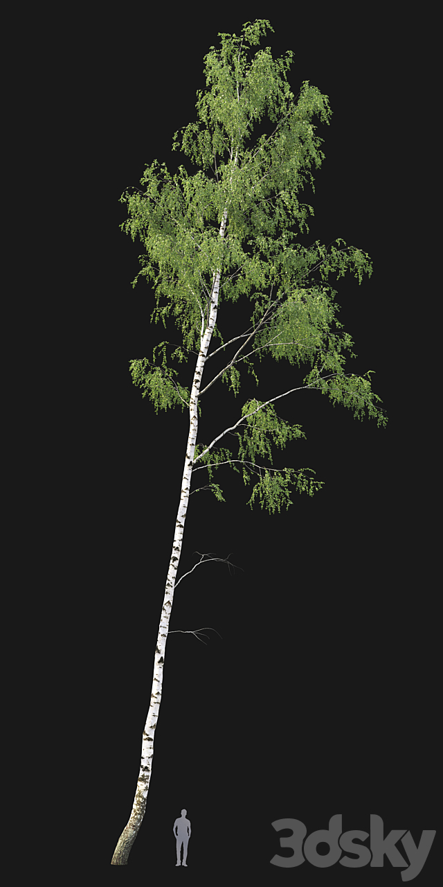 Birch forest part 7 (23.8-24.8m) 3DS Max Model - thumbnail 3