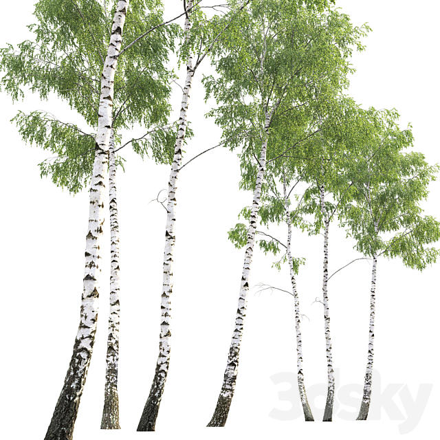 Birch forest part 7 (23.8-24.8m) 3DS Max Model - thumbnail 4