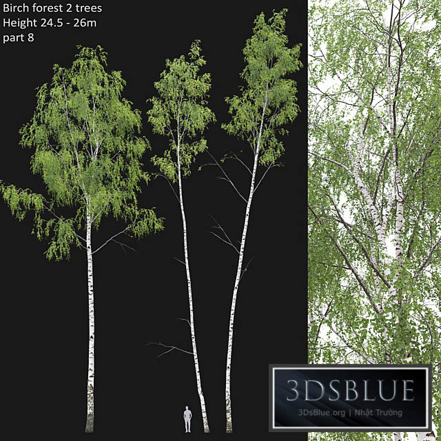 Birch forest part 8 3DS Max - thumbnail 3