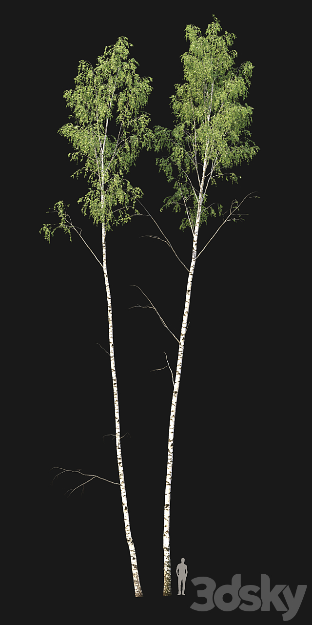 Birch forest part 8 3DSMax File - thumbnail 2