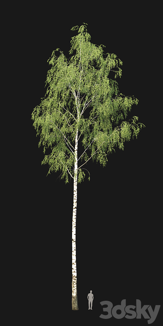 Birch forest part 8 3DSMax File - thumbnail 3