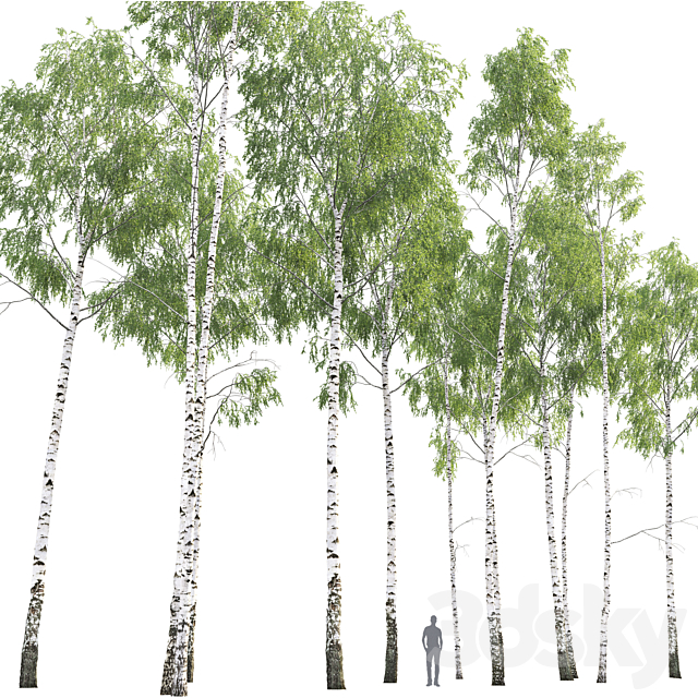 Birch forest part 8 3DSMax File - thumbnail 4