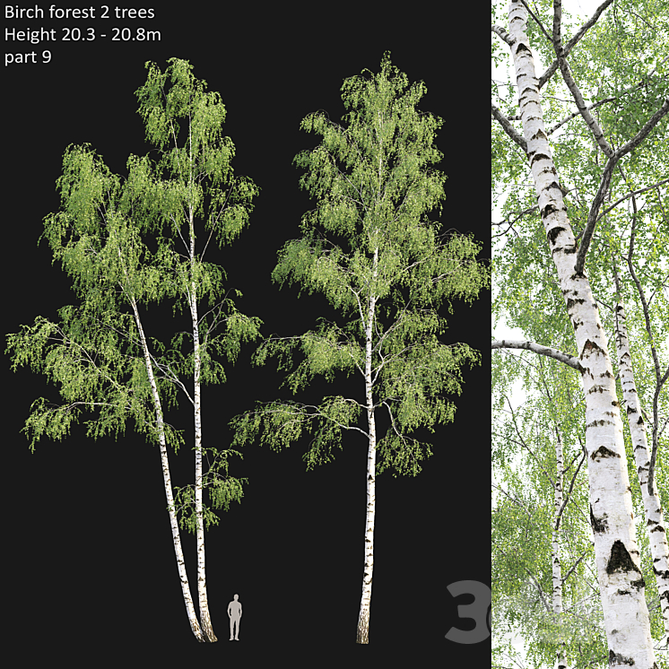 Birch forest part 9 3DS Max - thumbnail 1