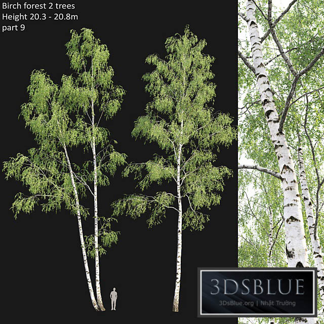 Birch forest part 9 3DS Max - thumbnail 3