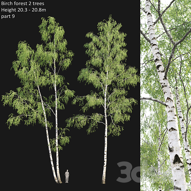 Birch forest part 9 3DS Max Model - thumbnail 1