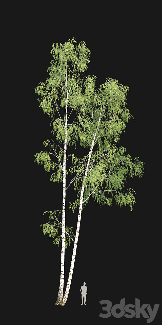 Birch forest part 9 3DS Max Model - thumbnail 2