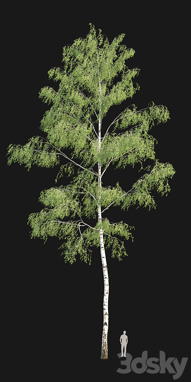 Birch forest part 9 3DS Max Model - thumbnail 3