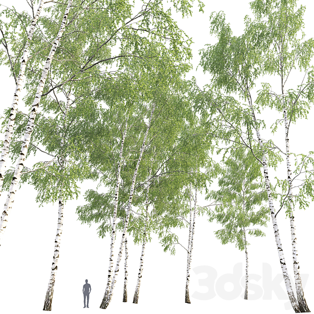 Birch forest part 9 3DS Max Model - thumbnail 4